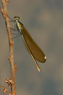 8627 Female Beautiful Demoiselle Damselfly (Calopteryx virgo)